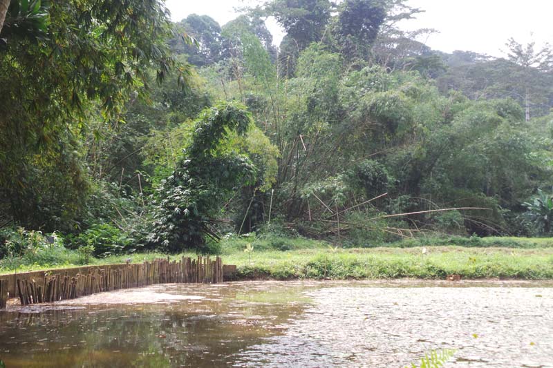 Abidjan Ecotour : Forêt du Banco – Plongée naturelle au cœur d’Abidjan